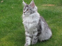 /album/chatterie-kalliste-divine/img-2665-jpg/