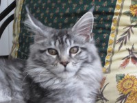 /album/chatterie-kalliste-divine/img-2676-jpg/